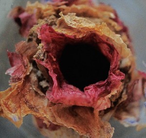 Un nid ouvert (© J.G.ROZEN, AMNH)