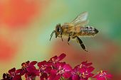 African honey bee
