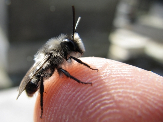 Andrena cineraria