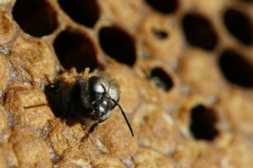 Naissance d'une abeille noire (Apis mellifera mellifera, Source : Wikipedia)