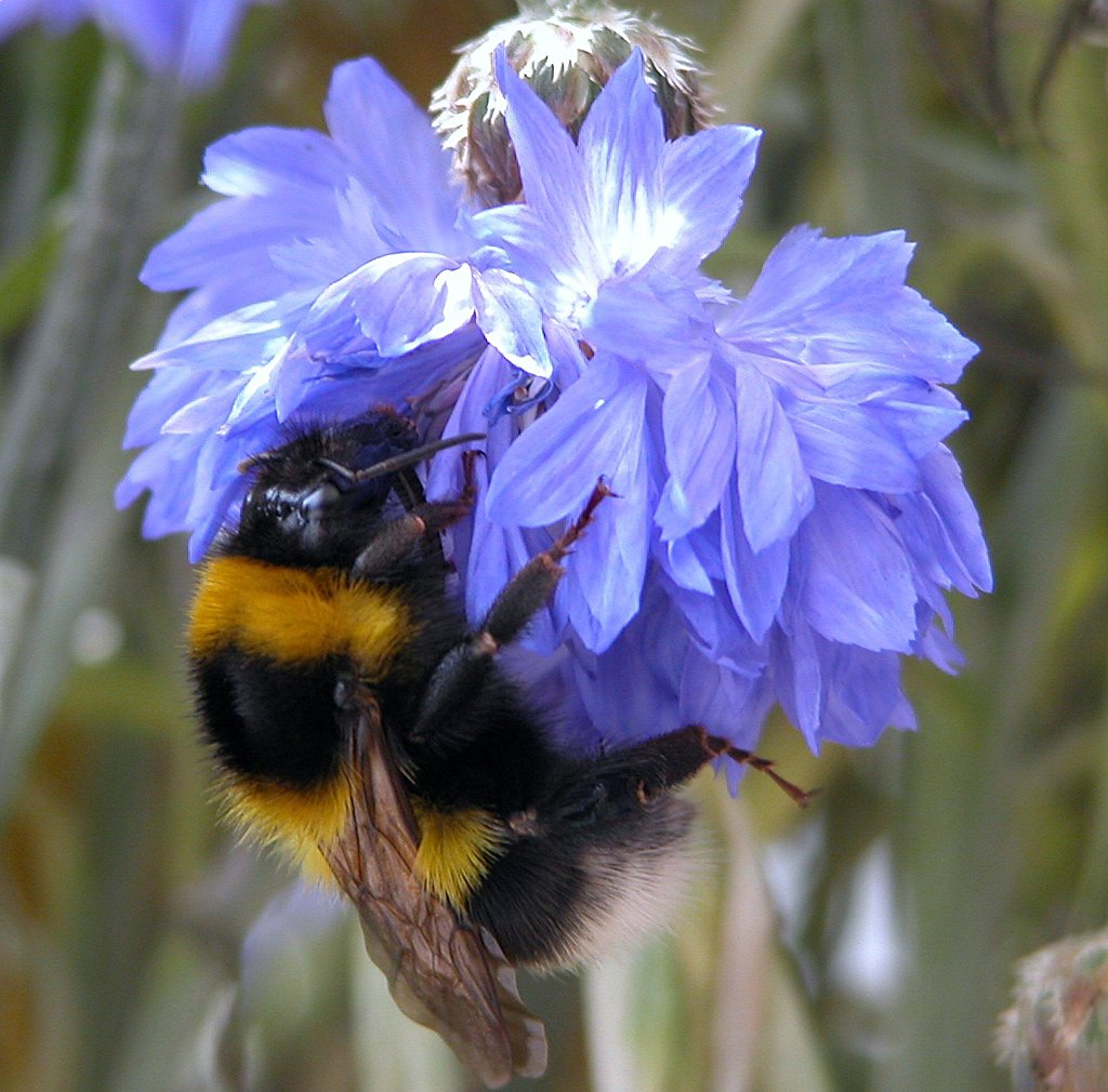 Bourdon terrester sur bleuet