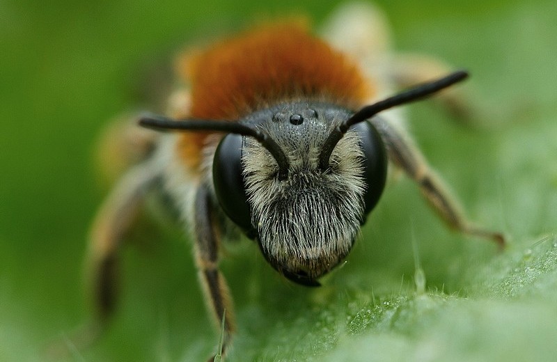 Les Bourdons Des Abeilles Pas Comme Les Notres 1ere Partie Les Belles Histoires De L Oncle Simonpierre Les Bourdons Des Abeilles Pas Comme Les Notres 1ere Partie Les Belles Histoires De L Oncle Simonpierre