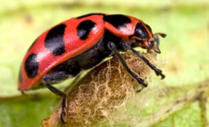 La coccinelle transportera le cocon pendant tout le cycle de maturation du parasite.