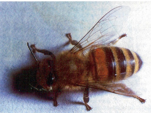 une abeille carnique avec des bandes jaunes