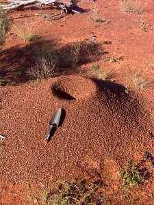 Fourmilière de Rhytidoponera mayri près de Kalgoorlie