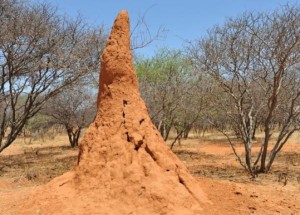 Termitière en Namibie