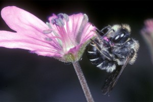 Osmia Tergestensis, une espèce proche d’Osmia Avosetta, coupe un pétale.(© J.G.ROZEN)