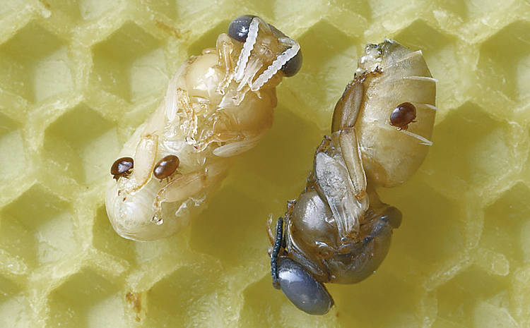 Varroas sur larves d’abeilles (© Wikimedia Commons)